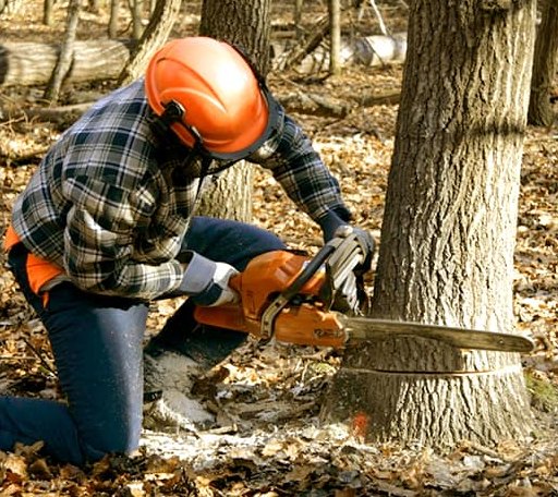 Tree Removal in Milford, NH